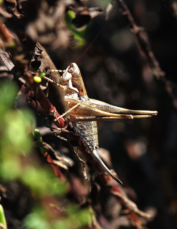 Pterolepis pedata (Tettigoniidae)